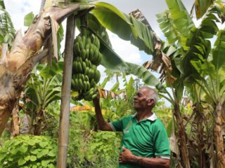 Menilik Kampung Reforma Agraria Baumata di Kupang NTT, Capai Kemandirian Ekonomi Melalui Budidaya Pisang Cavendish