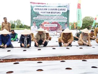 Pemkab Bogor Lakukan Penanaman Cabai Bersama Poktan Biotani Untuk Kendalikan Inflasi Daerah