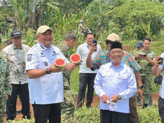 Panen Semangka Inul, Rudy Susmanto Ingin Lahan Bomang Lebih Produktif dan Berdampak Ekonomi Bagi Masyarakat