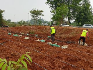 Pemkab Bogor Bersama Korem 061/SK Konsisten Rawat Lahan Pangan Bomang