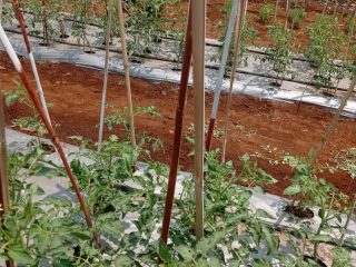 Satgas Pengawal Indonesia Emas Hanpangan Intensifkan Perawatan dan Penyiraman Lahan Bomang