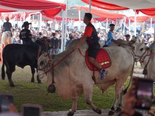Kontes Sapi APPSI Piala Presiden 2026 Dongkrak Nilai Jual Sapi dan Perkuat Semangat Para Peternak