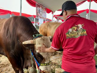 Kontes Sapi APPSI Piala Presiden 2026 Gairahkan Peternakan Rakyat