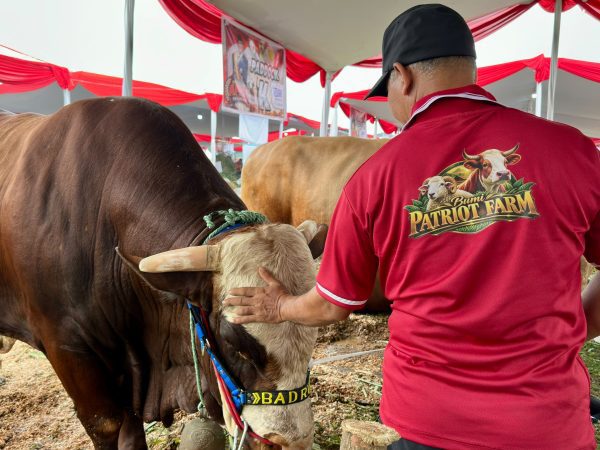Kontes Sapi APPSI Piala Presiden 2026 Gairahkan Peternakan Rakyat