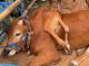Sapi Berkaki Enam dari Boyolali Sabet Juara Kelas Unik APPSI Piala Presiden 2026